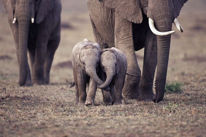 Детеныши слона