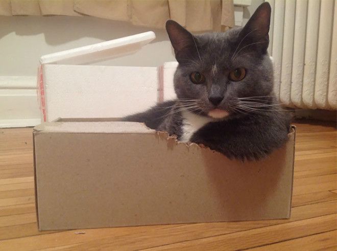 Некоторые коробки котам приходится самостоятельно усовершенствовать, чтобы они смогли вместить столь грациозные формы.