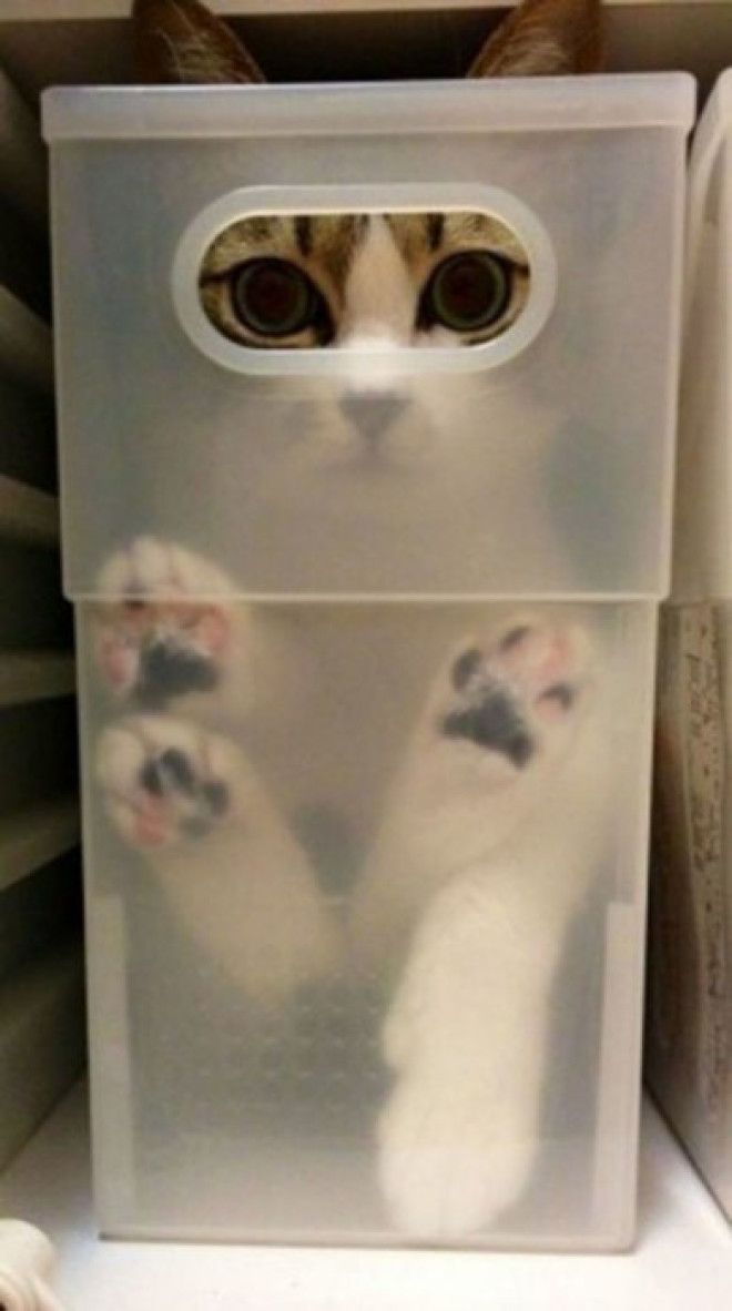 Кот, который нашел идеальное тайное укрытие для слежки за холодильником.