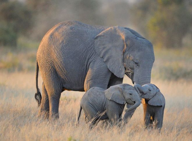 Маленькие детеныши слона