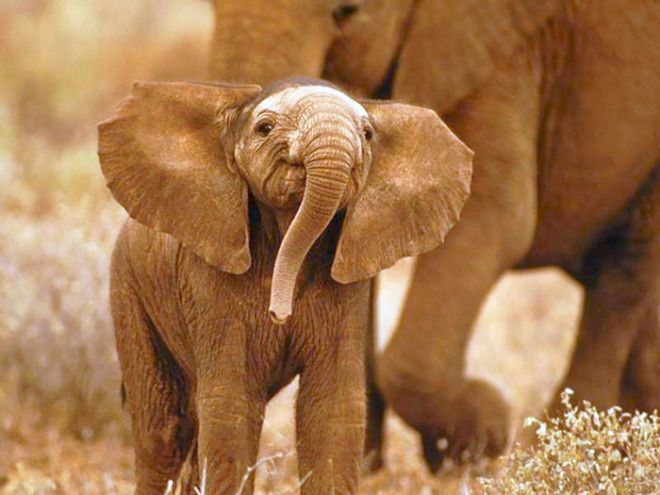 Маленький детеныш слона