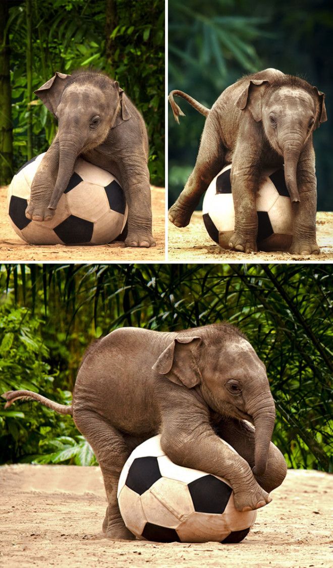Маленький слон с мячом