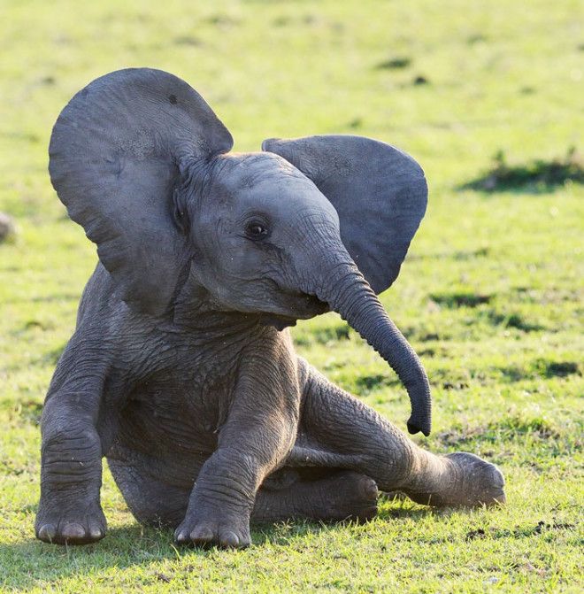 Маленький слоник