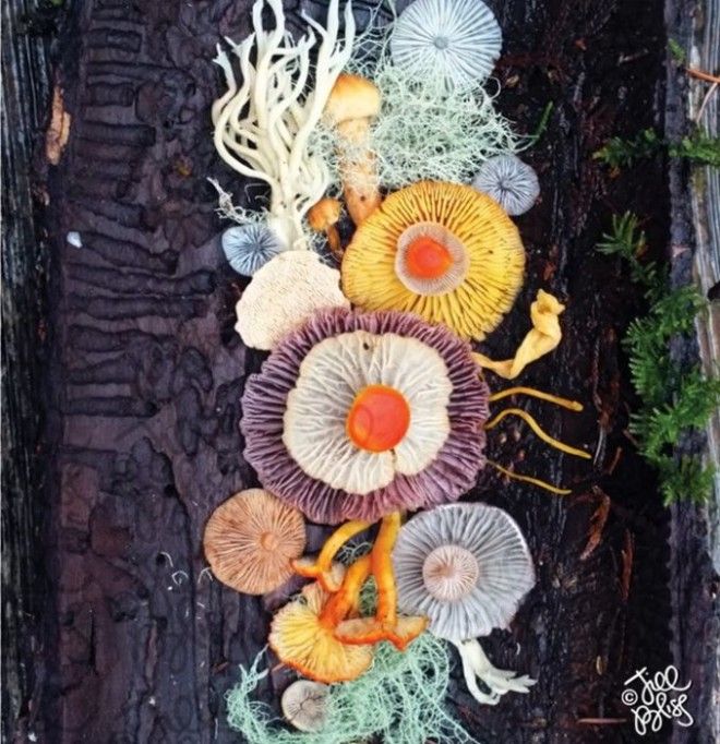 Неиссякаемая фантазия художницы превращает грибы в замысловатые волшебные цветы.