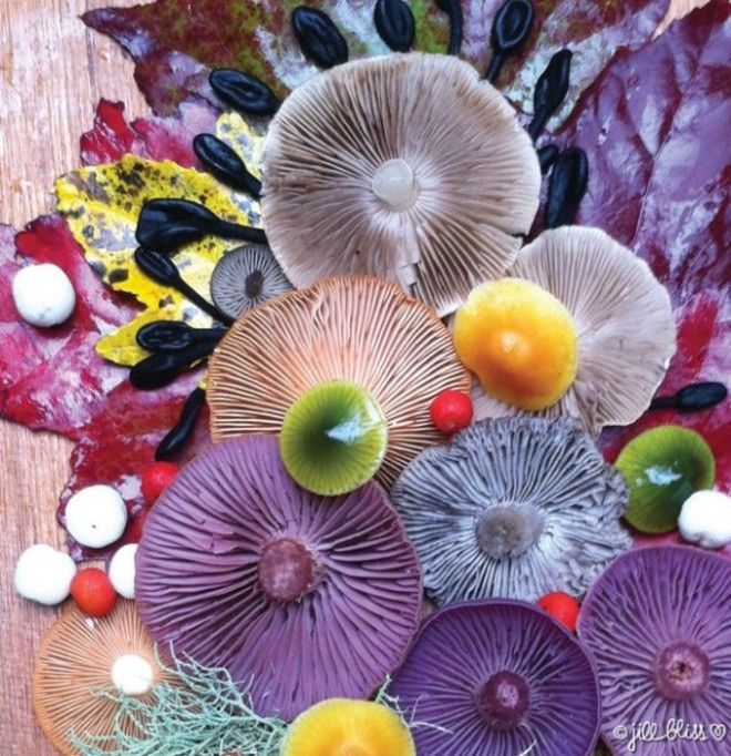Для своих композиций художница использует как съедобные, так и ядовитые грибы.