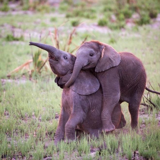 Обнимающиеся слоники