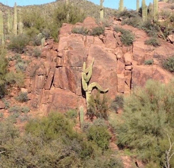 Cactus Doin