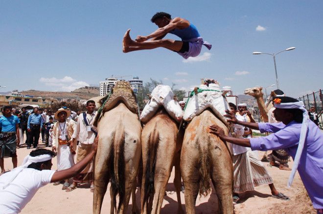 Прыжки через верблюдов  В Йемене — эта диковинная для большинства частей света дисциплина является национальным видом спорта. Сначала соревнующиеся прыгают через 3х верблюдов, стоящих вплотную друг к другу, затем через 4, 5 и 6 верблюдов. Высшим пилотажем считается перемахнуть через 7 верблюдов. Обязательное условие состязания — при прыжке нельзя касаться спин верблюдов.