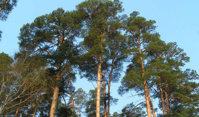 Эти деревья помогут выжить в лесу