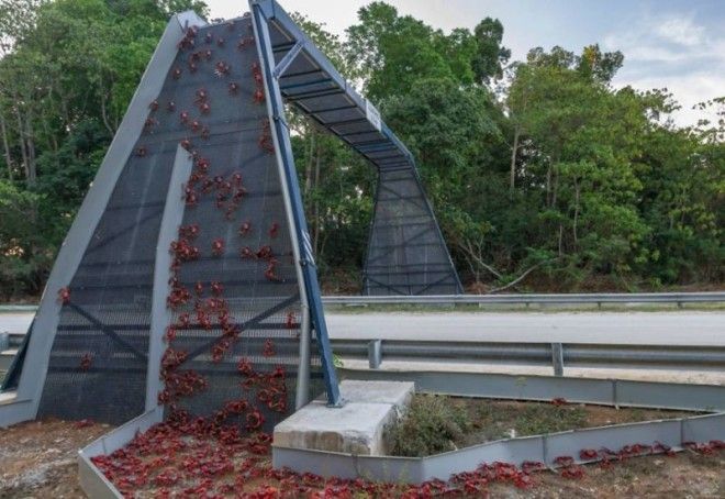 3. Мост для красных крабов во время их миграции, остров Рождества, Австралия мосты, охрана животных, охрана природы, спасение животных