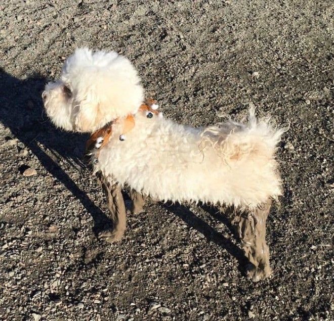 Doggie Slipper