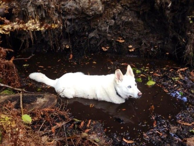 My White Husky