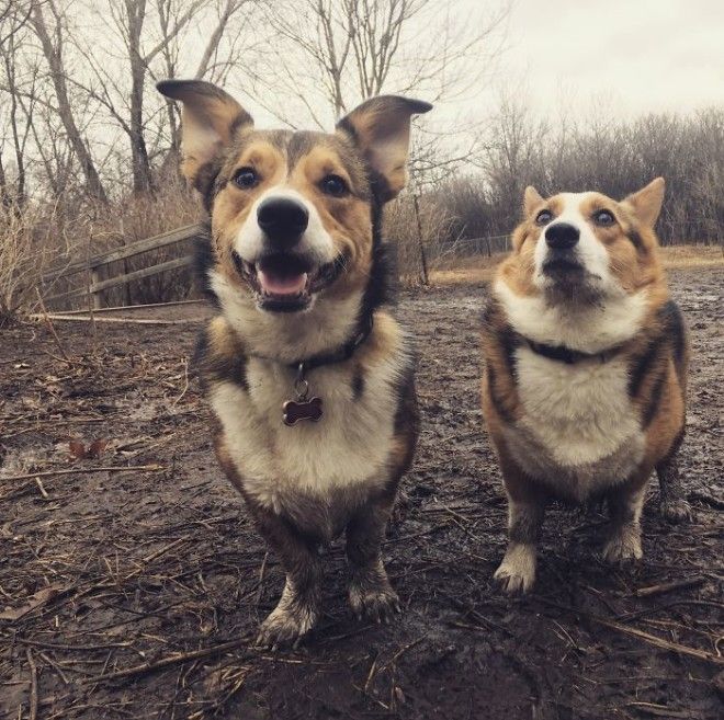 Can You Guess Which Dog Knows What The Word "Bath" Means?