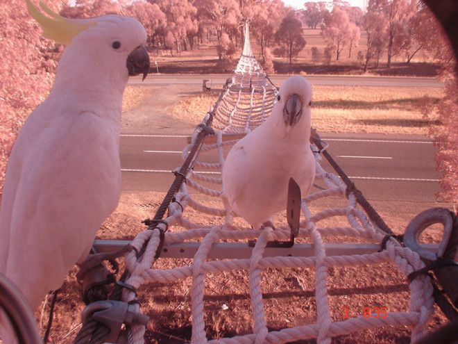 2. Веревочный мост над Хьюм-хайвей, Австралия мосты, охрана животных, охрана природы, спасение животных