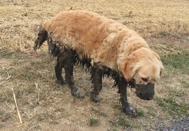 She Thought She Was Jumping Into Water. Regrets Ensued