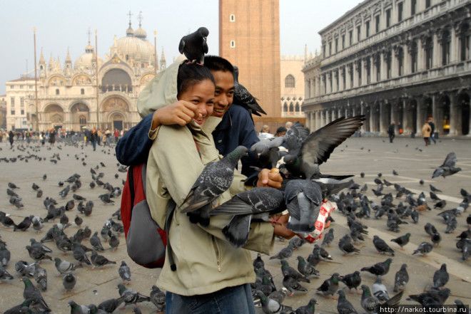 Картинки по запросу венеция голуби