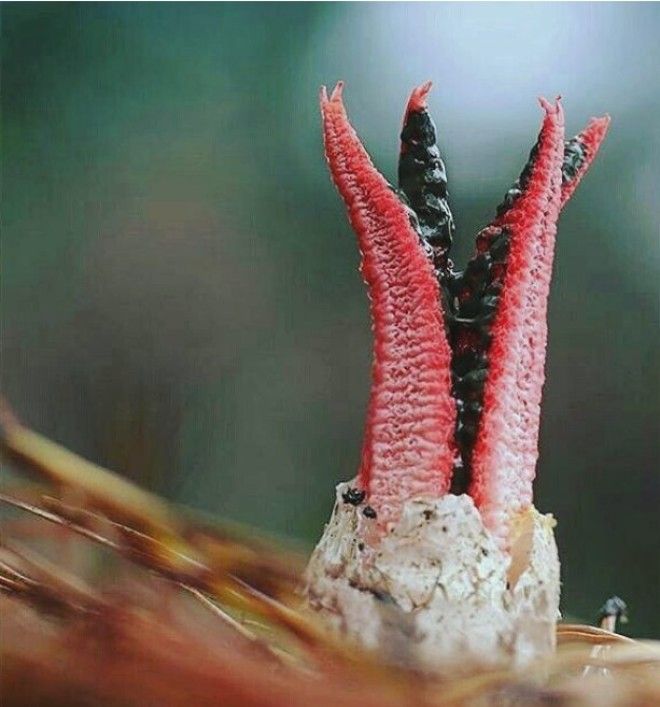 Как выглядит самый жуткий гриб в мире