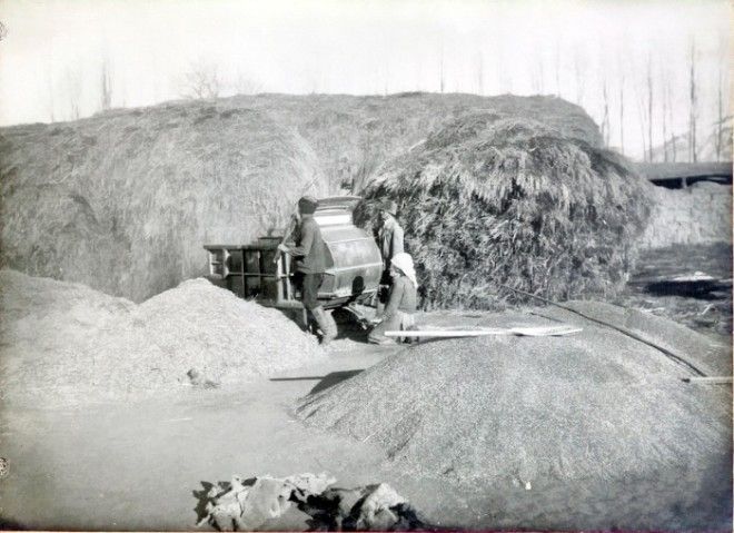 Веяние пшеницы механической веялкой в 1904 году Туркестан Пишпек