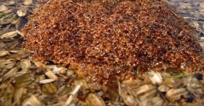 Миграция муравьев. Муравьи вида Dorylus могут даже пересекать широкие и быстрые реки, чтобы их переплыть они собираются в шары инсектофобия, интересное, много, насекомые, природа, рой, скопление