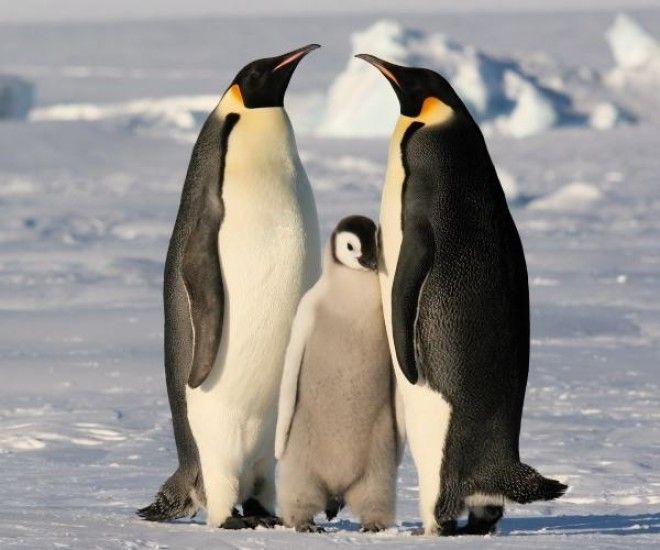 Картинки по запросу верность и любовь пингвинов