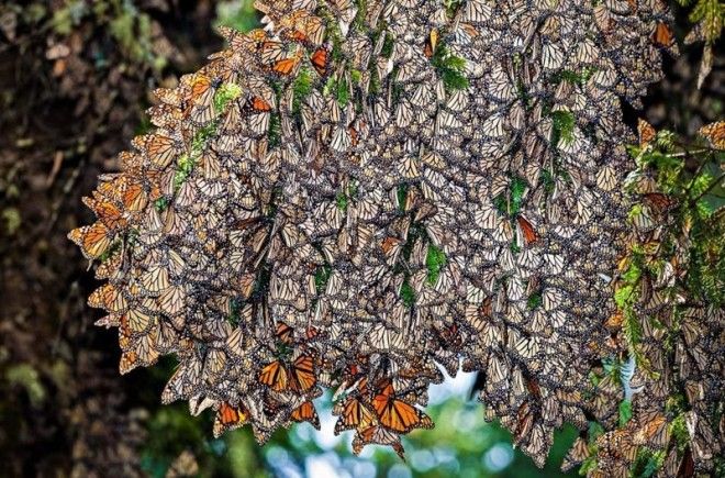 Бабочки устраивают массовый "полет" - мигрируют. Например известное красивое и одновременно пугающее зрелище мигрирующих бабочек Монарх инсектофобия, интересное, много, насекомые, природа, рой, скопление