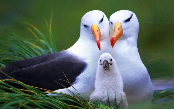 Картинки по запросу верность и любовь альбатросы