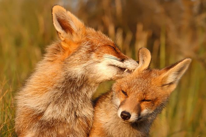 Картинки по запросу верность и любовь лисица