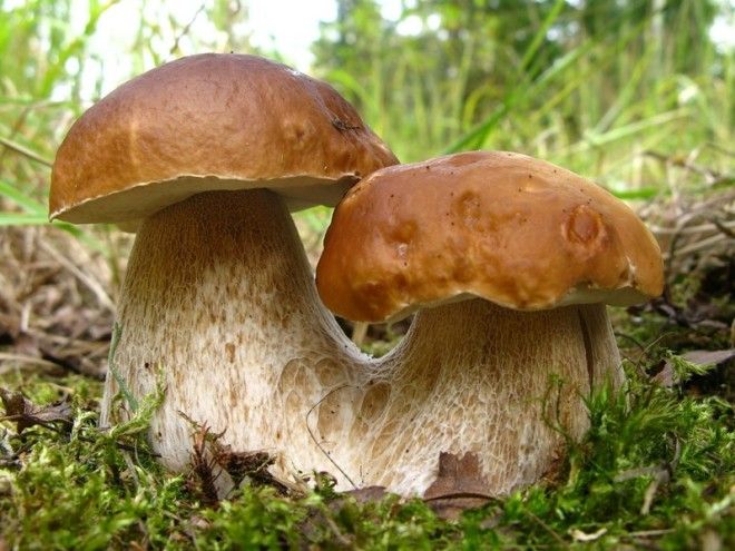 Картинки по запросу выращиваем белые грибы дома