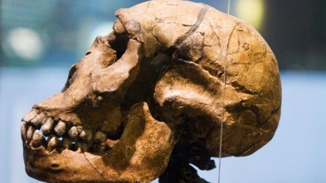 У древних людей, живших около 70–30 тыс. лет назад мозг был существенно крупнее нашего, примерно на 10–12% древние люди, история, факты, человечество