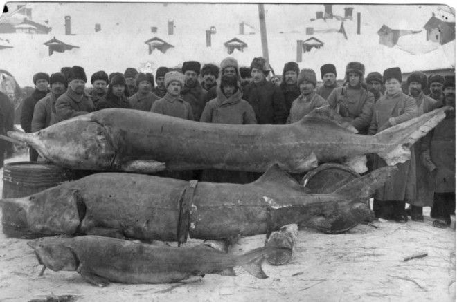 На реке Кама, 1915 год россия, рыбаки, фото
