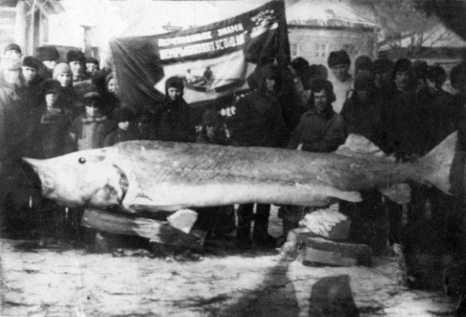 Вот такую белугу вытащили из-под льда в волжском селе Кошели в 1937 году россия, рыбаки, фото