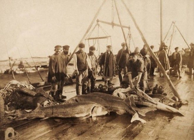 Осетры, выловленные близ Астрахани, примерно 1910-1911 год россия, рыбаки, фото