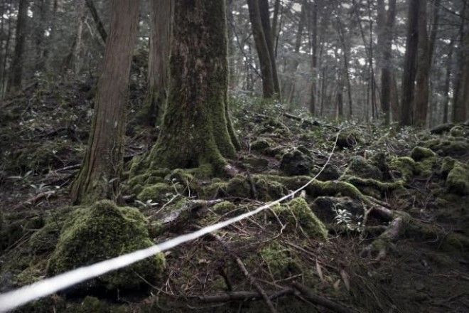 лес самоубийц Япония