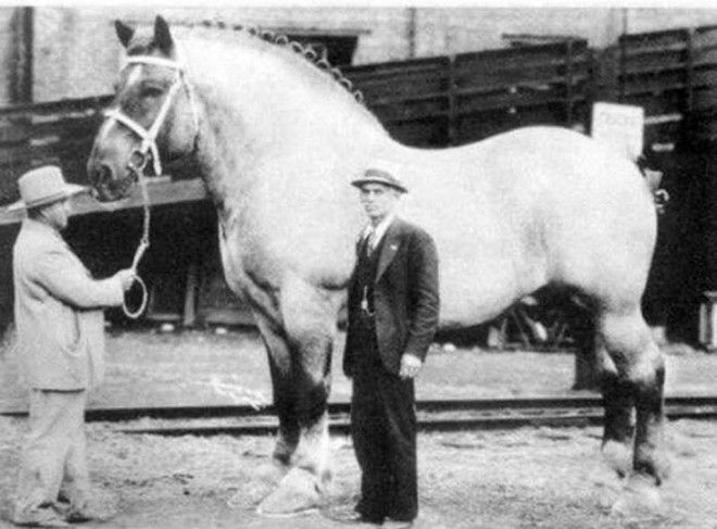 Картинки по запросу самая большая лошадь в мире