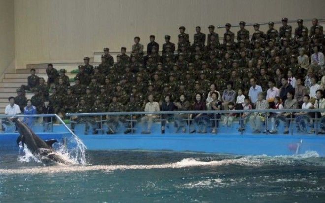 Во время посещения дельфинария можно фотографировать дельфинов, но запрещено делать снимки солдат.