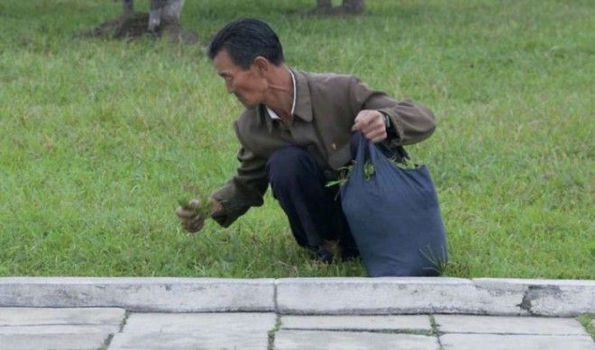 Мужчина собирает траву.