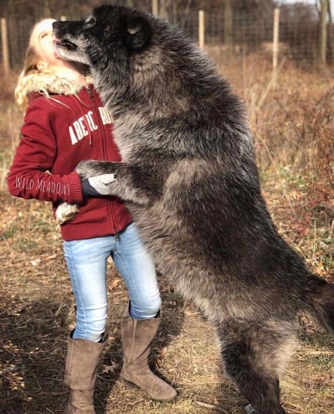 Волкособы отличные питомцы для тех кому мало обычных собак волк волкособ животные питомцы собака