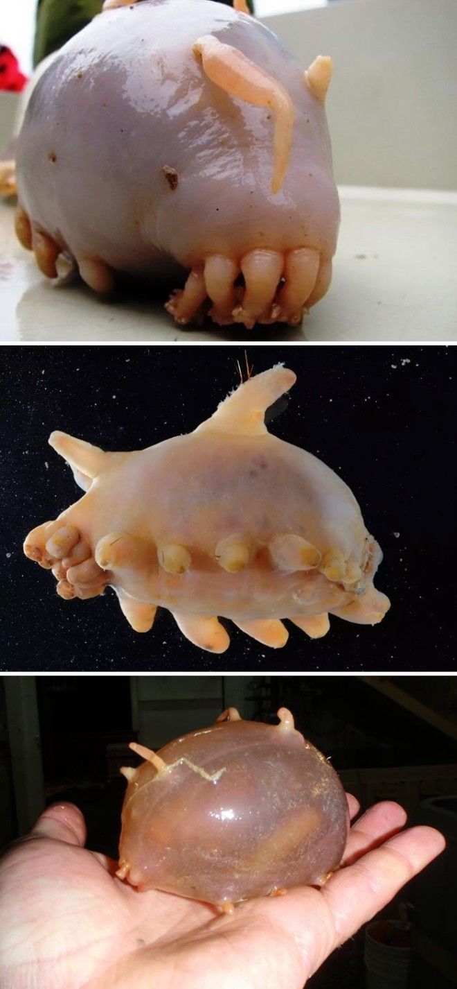 Морская свинья животные, необыкновенные создания, необычно, познавательно, странно, странные виды, удивительно, чудеса природы