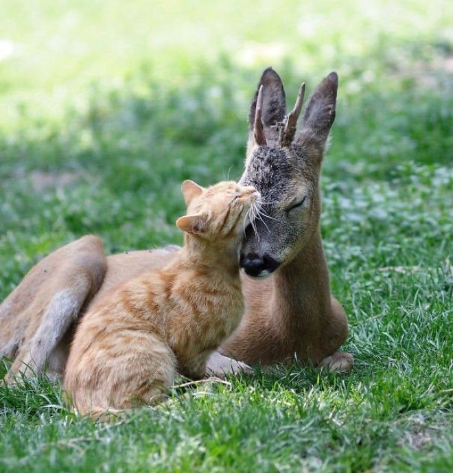 20 фотографий самой необычной дружбы животного мира