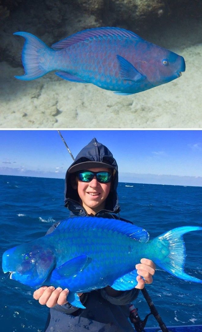 Синяя рыба-попугай животные, необыкновенные создания, необычно, познавательно, странно, странные виды, удивительно, чудеса природы