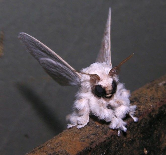 Венесуэльский мотылек-пудель животные, необыкновенные создания, необычно, познавательно, странно, странные виды, удивительно, чудеса природы