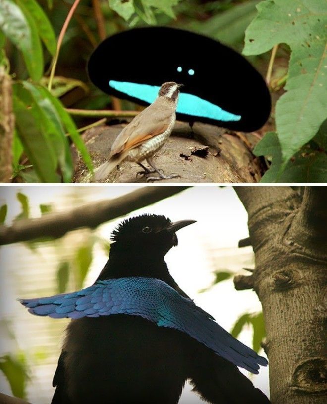 Чудная райская птица животные, необыкновенные создания, необычно, познавательно, странно, странные виды, удивительно, чудеса природы