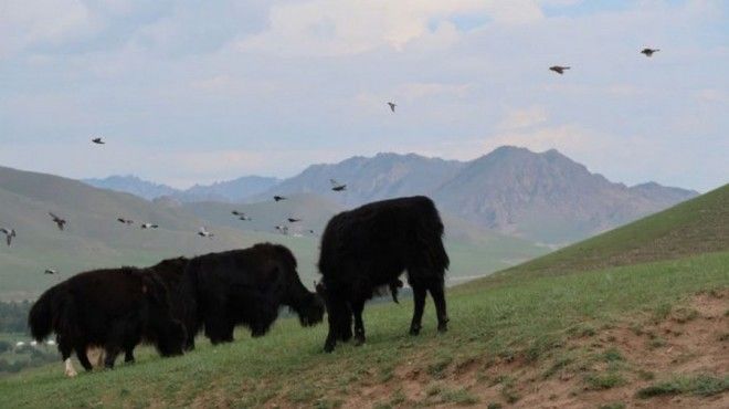 Жизнь в Монголии