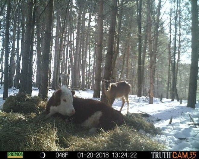 Олени усыновили… телёнка! история, коровы, спасение