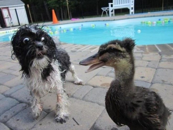 ÐÐ°ÑÑÐ¸Ð½ÐºÐ¸ Ð¿Ð¾ Ð·Ð°Ð¿ÑÐ¾ÑÑ dog scared of duck