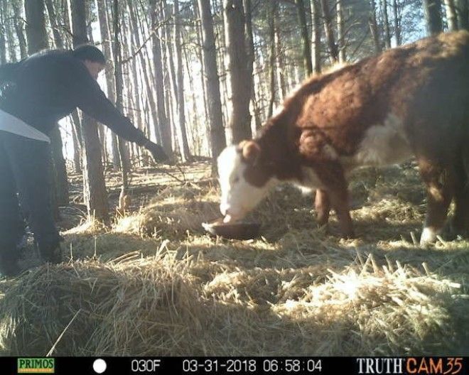 Олени усыновили… телёнка! история, коровы, спасение