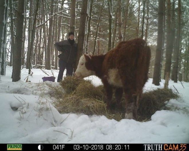 Олени усыновили… телёнка! история, коровы, спасение