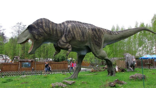 Семейство тираннозавров было каннибалами