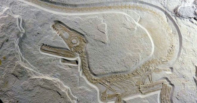 Некоторые динозавры, возможно, были теплокровными