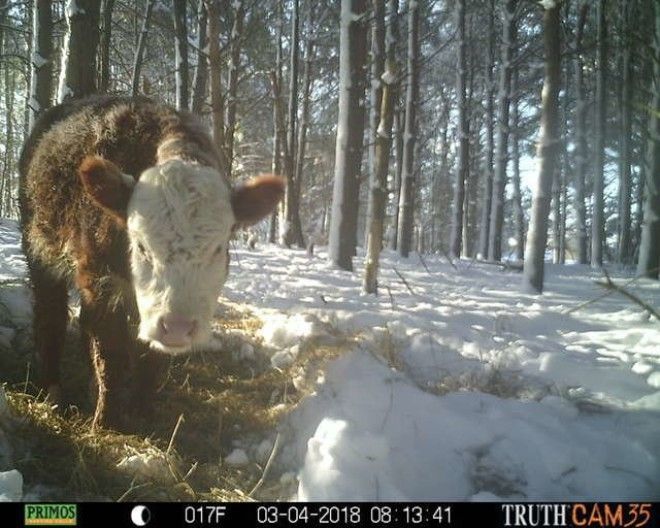 Олени усыновили… телёнка! история, коровы, спасение